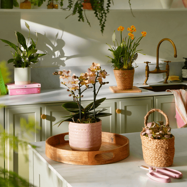 Plant Guides